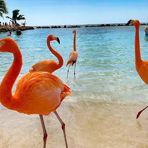  Guest house Yoyita Aruba (adults Only) Aruba